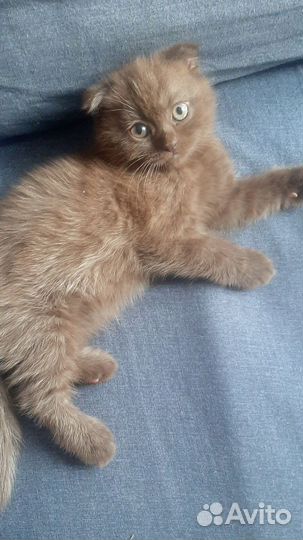 Шотландский вислоухий котёнок