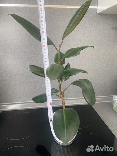 Фикус каучуконосный