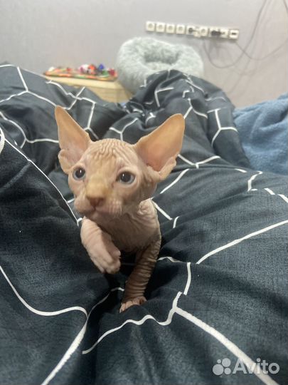 Канадский сфинкс котенок