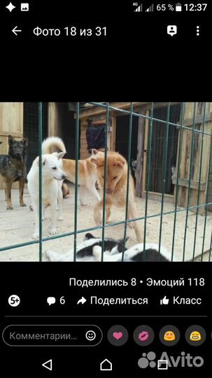 Щенята разного возраста