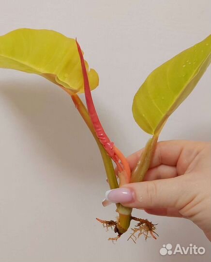 Пинатифиндум голд сплеш