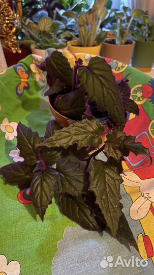 Гинура - необычный фиолетовый цветок