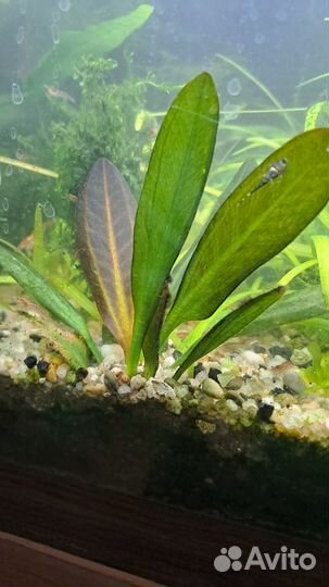 Криптокорина, перистолистник и др