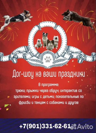 Шоу дрессированных собак на ваши праздники