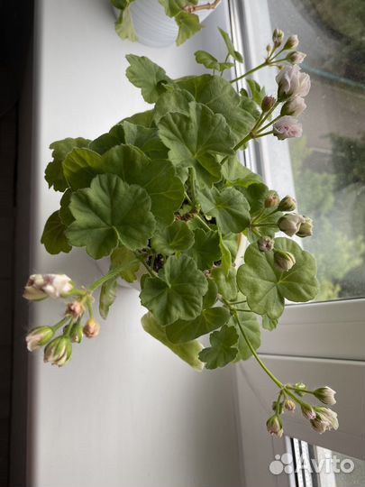 Пеларгония герань сортовая