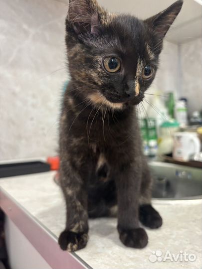 Котёнок-девочка
