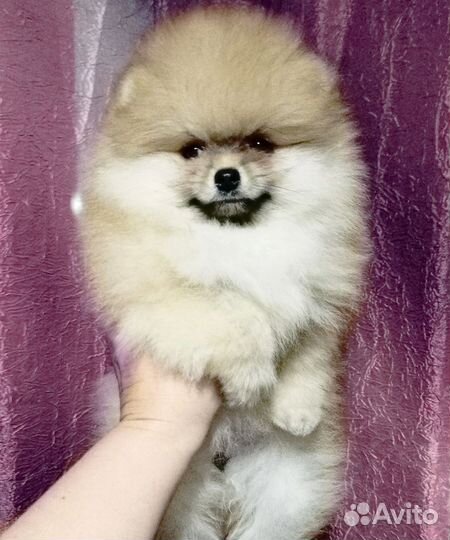 Мальчишечка пом шпиц