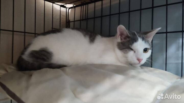 Котик ищет дом