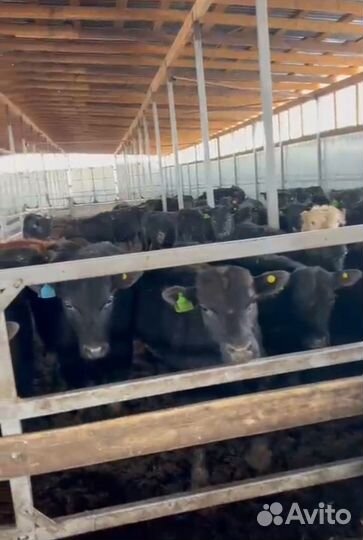 Бычки на откорм возрасте 8-10 мес