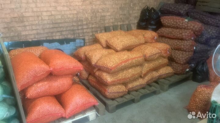 Оптом: Лук севок штутгартер, кармен, стурон