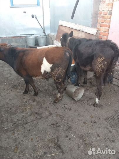 Джерсийские телята