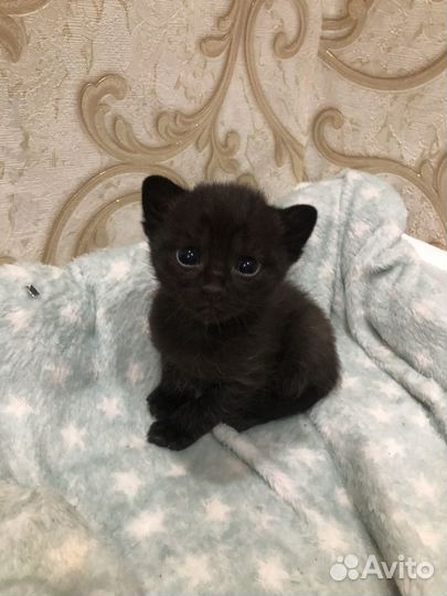 Кошка в дар в добрые руки