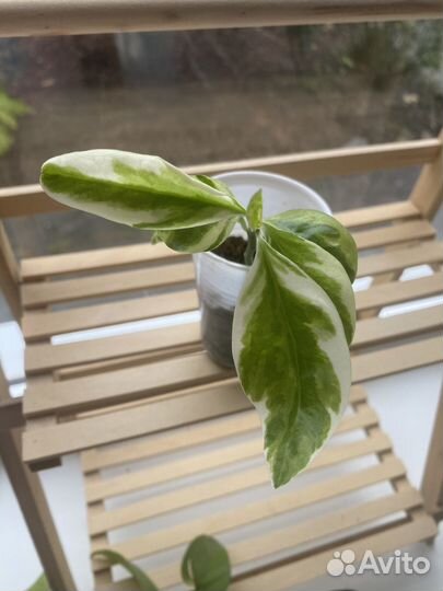 Педилантус