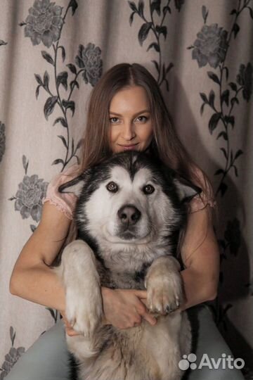 Щенки маламут