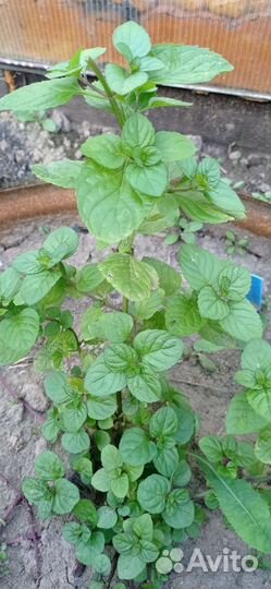 Мята сортовая