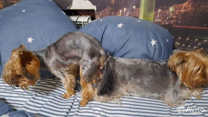 Вязка Йорки