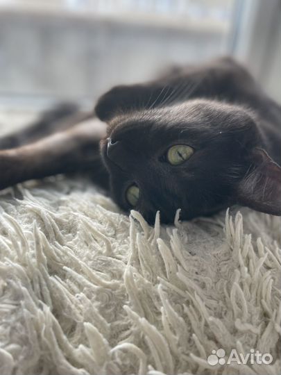 Отдам кота в добрые руки