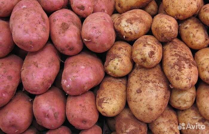 Продам картофель с бесплатной доставкой