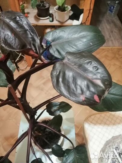 Розовая принцесса