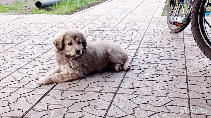 Щенки в добрые руки