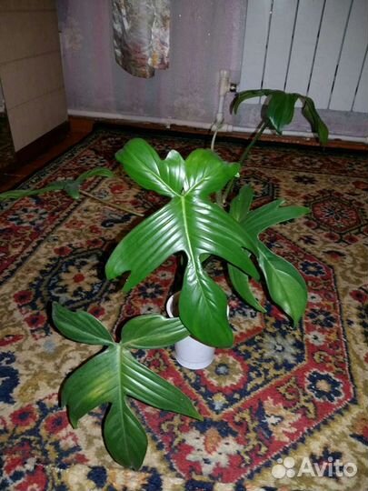 Филодендроны