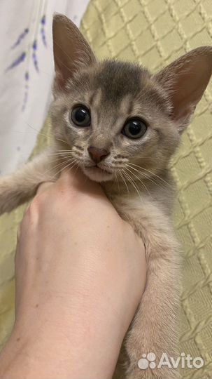 Абиссинские котята