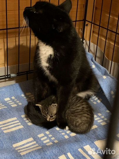 Кошка