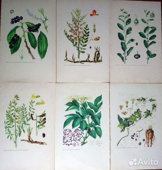 Иллюстрации растений