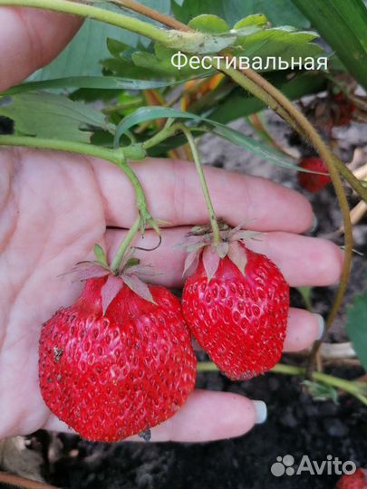 Рассада клубники