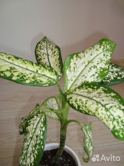 Диффенбахия