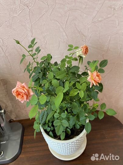 Роза комнатная