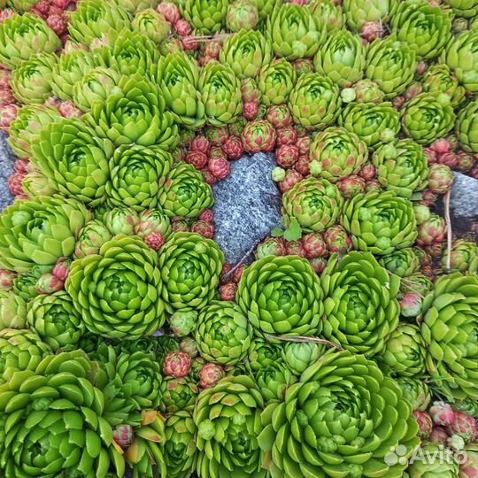 Молодило (каменная роза)