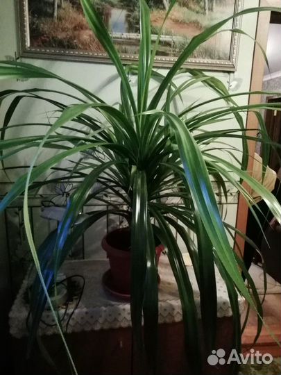 Цветок продаю