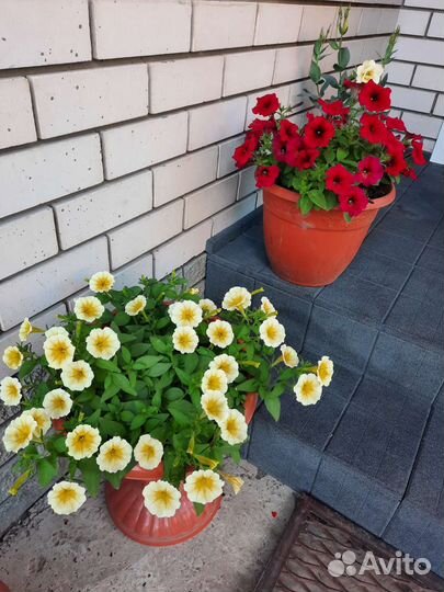 Петуния в больших кашпо