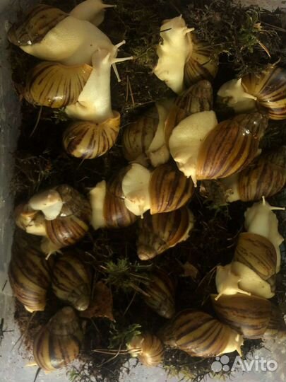 Улитки архахатины