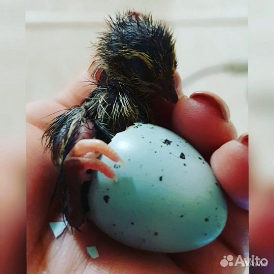 Перепелки Белый Гигант. Селадон. Яйцо Инк