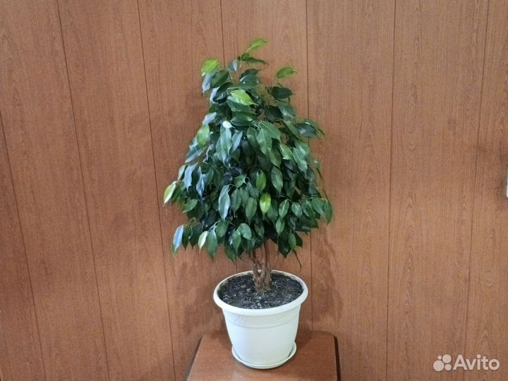 Фикус бенджамина