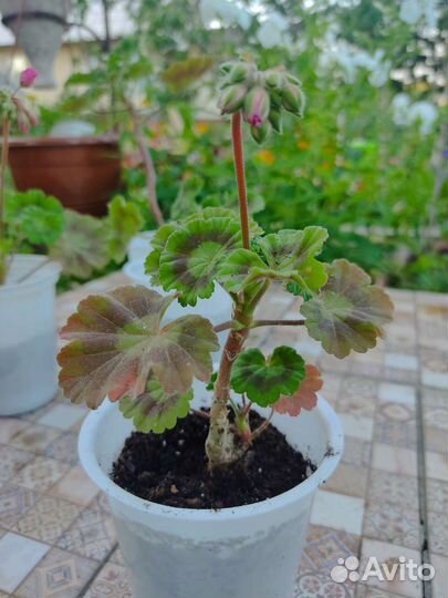 Пеларгония герань