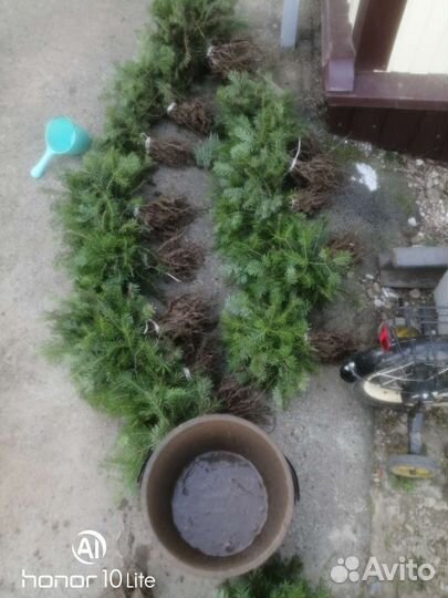 Оптом сеянцы Пихта Кавказская, Тис