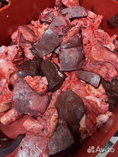 Ливер для собак