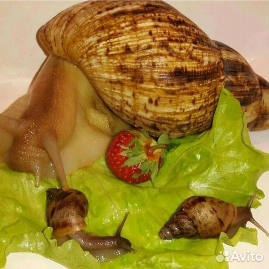 Ахатины улитята