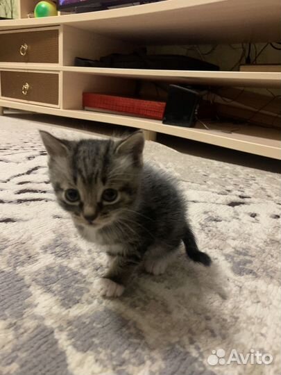 Котенок девочка