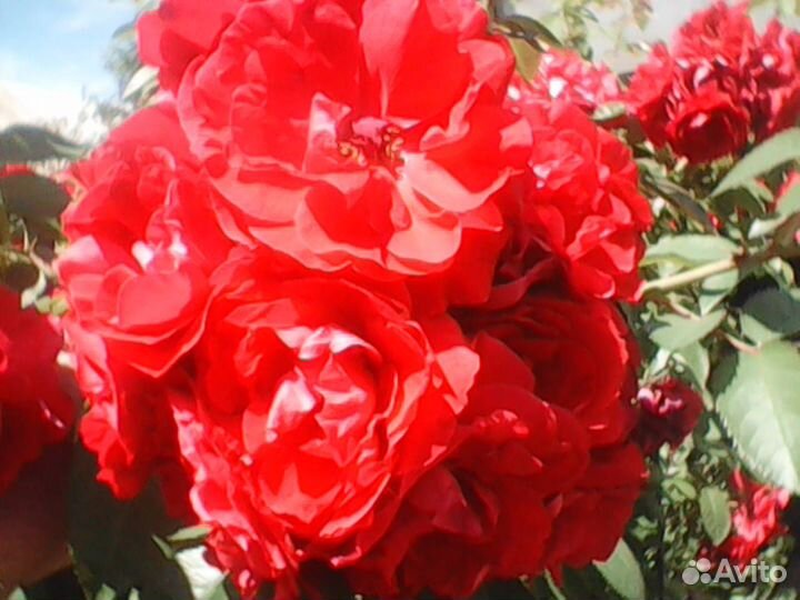 Плетистые розы саженцы