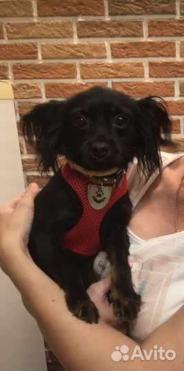 Вязка той-терьер кобель