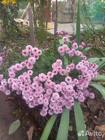 Продам хризантемы (уличные)