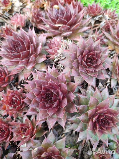 Молодило, камнеломка