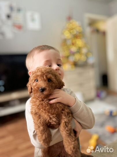 Той-пудель девочка