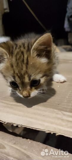 Котята отдам бесплатно