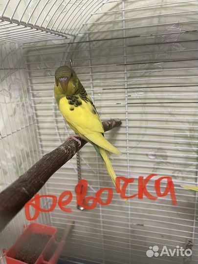 Волнистый попугай