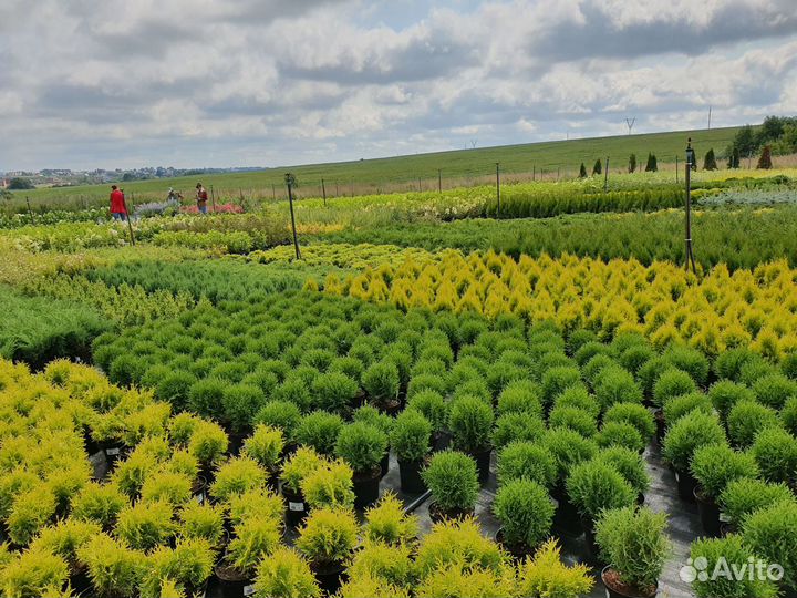 Садовые растения